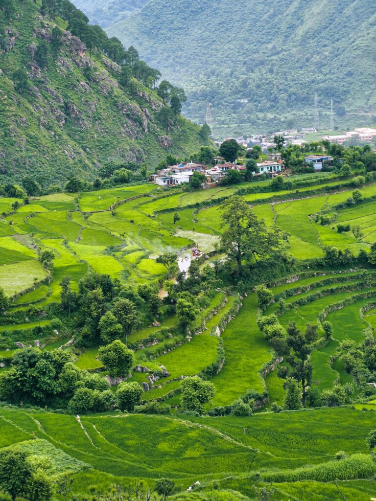Green terraced fields and peaceful Himalayan village landscape in Uttarakhand