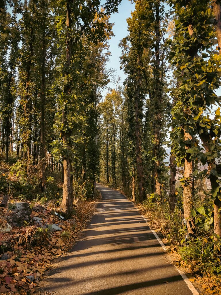 Quiet forest road in Hartola Kumaon surrounded by tall trees and golden sunlight