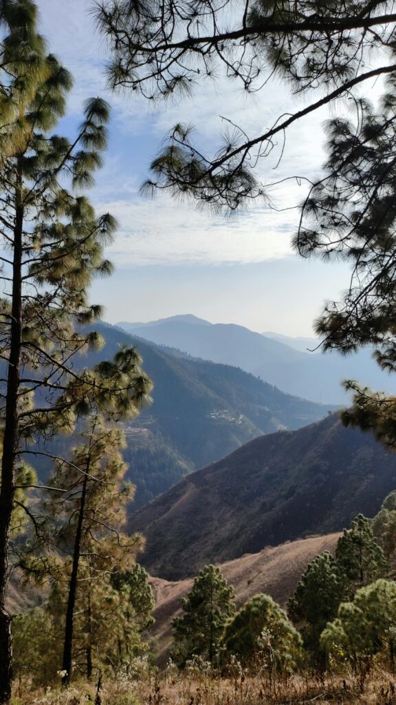 Pine forest mountain view in Quiet Kumaon Uttarakhand