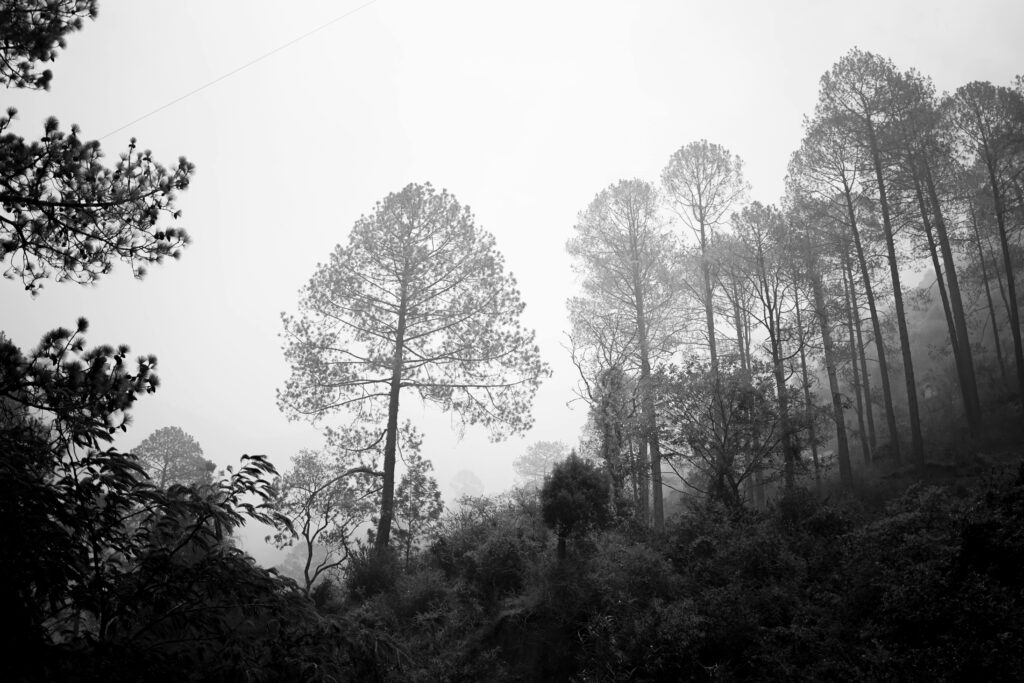 Misty Himalayan forest reflecting the spiritual energy of the Kumaon Hills