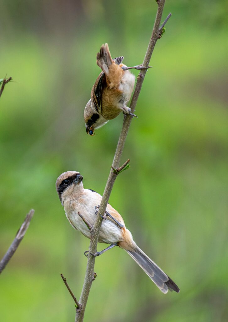 Birdwatching experience in the forests surrounding Chalet Devshakti